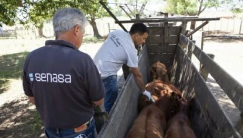 Comienza el lunes 13 la vacunacin contra la aftosa